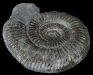 Dactylioceras Ammonite Fossil - England #52655-1